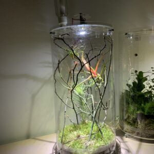 Arc Biome small V1 - Transparent Machines