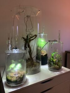 Arc biome Medium V1 - Transparant Machines